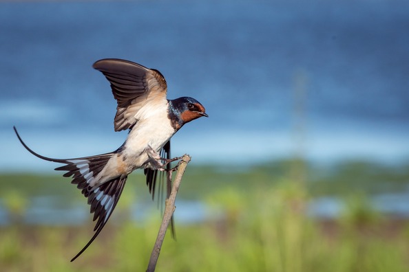 bird-983941_1920