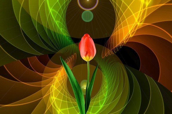 tulip-2308942_960_720