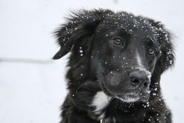 border-collie-1149417_1920