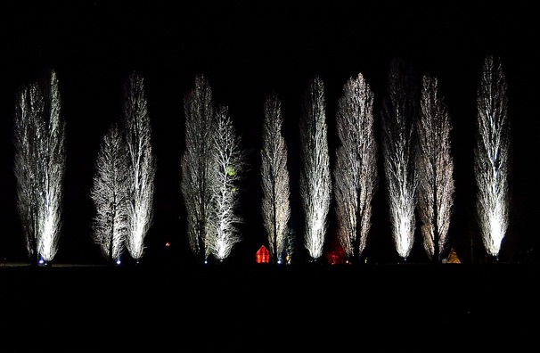 trees-1882070_960_720