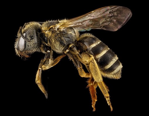 bee-924426_960_720