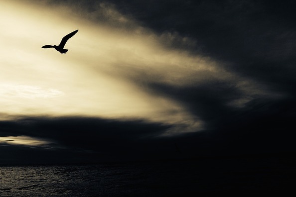 seagull-768785_1920