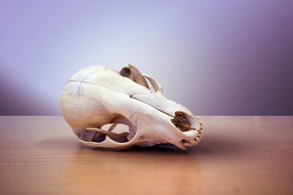 skull-1170771_960_720