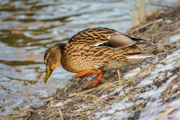 mallard-2024901_960_720