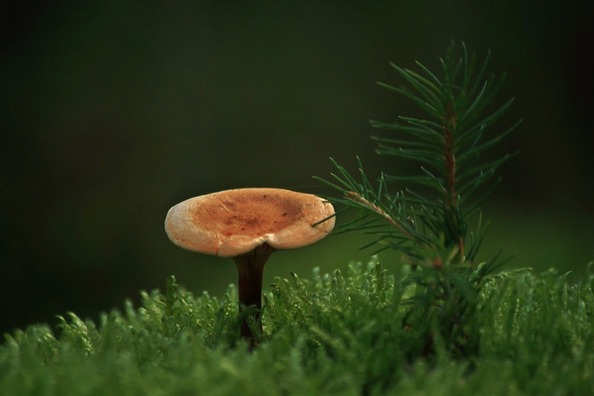 mushroom-503901_960_720