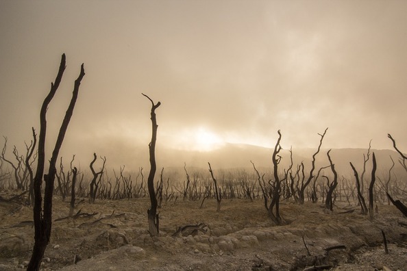 dead-trees-947331_960_720