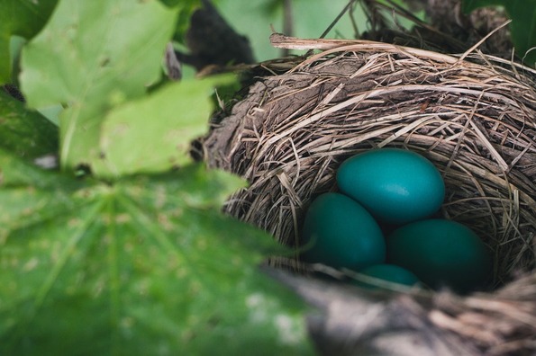 nest-843231_960_720