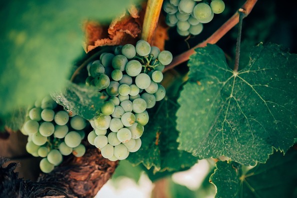 grapes-1245739_960_720