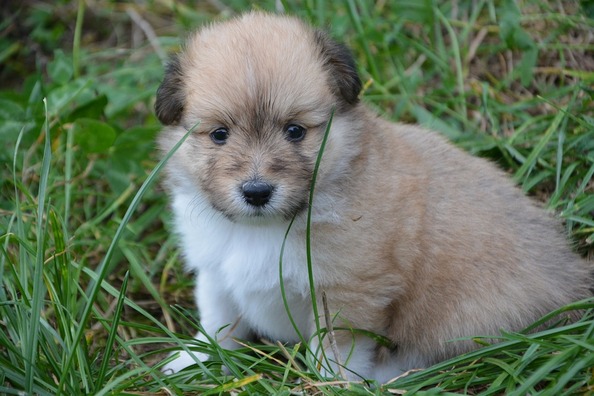 puppy-3692054_960_720