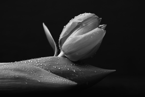black-1175217_960_720
