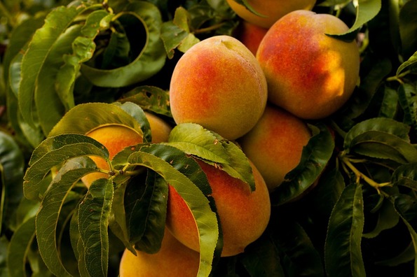 peaches-869386_960_720