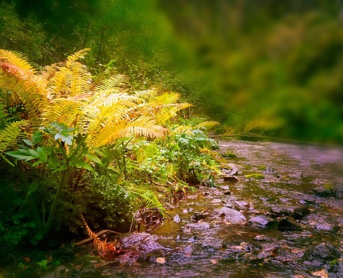 fern-163896_960_720