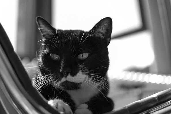 black-and-white-2599975_960_720