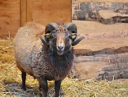 sheep-3917406_960_720