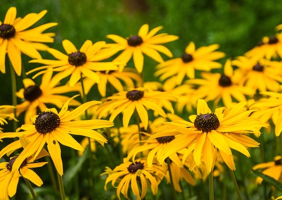 flowers-2634669_960_720