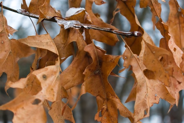 leaves-4073522_960_720