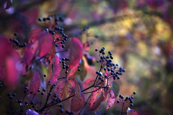 berries-4233927_960_720
