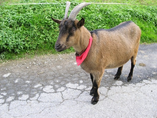 grass-3325213_960_720