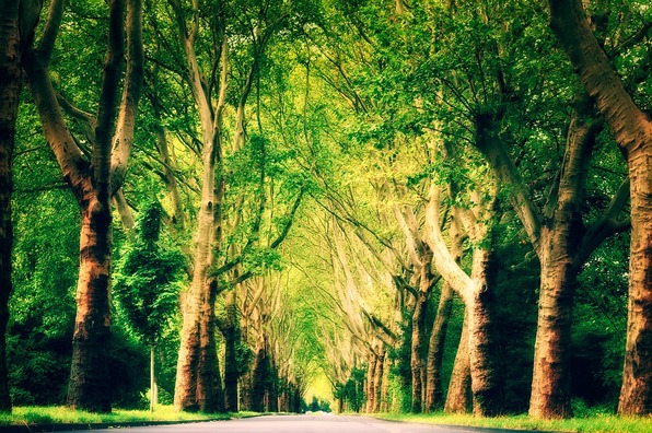 avenue-4414583_960_720