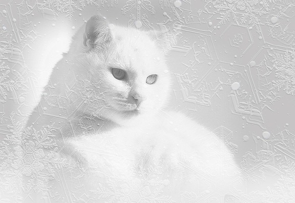 cat-3019347_960_720