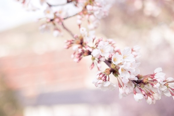cherry-blossom-1209933_960_720