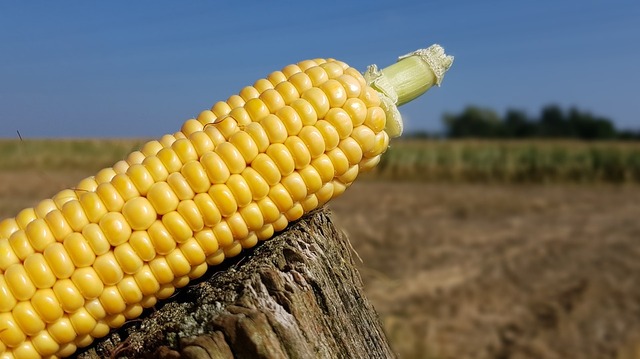 corn-2782400_960_720