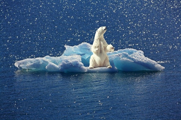 polar-bear-2199534_960_720