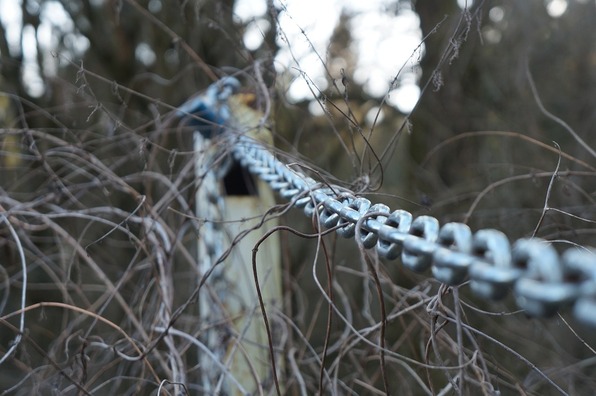bone-4951165_960_720