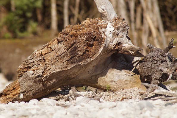 tree-stump-1560873_960_720