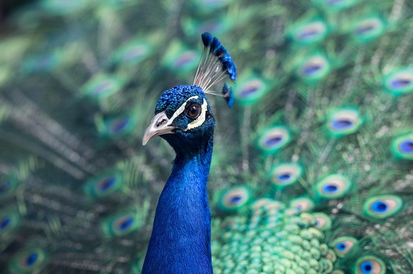 peacock-1209474_960_720