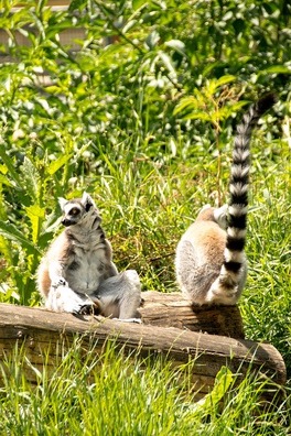 ring-tailed-lemur-826003_960_720
