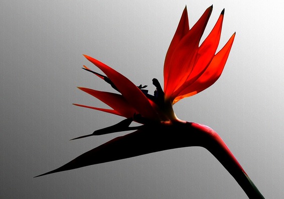 strelitzia-3080012_960_720