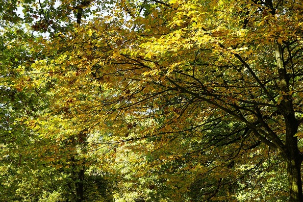 trees-3747448_960_720
