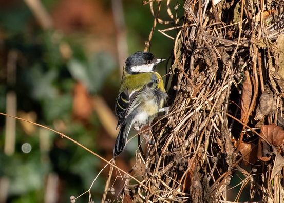 great-tit-4711085_960_720