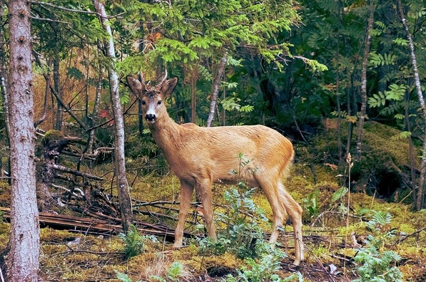 deer-1246523_960_720