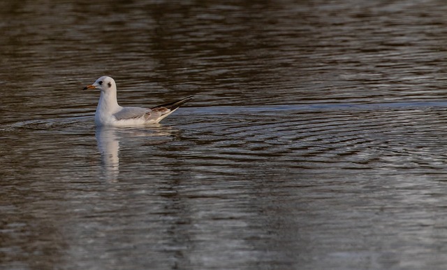 black-headed-gull-4728671_960_720