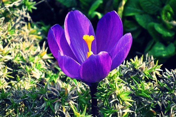 krokus-4917203_960_720