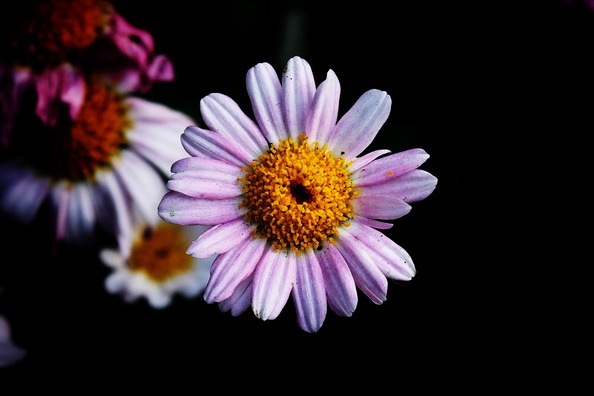 chrysanthemum-japonense-4924348_960_720