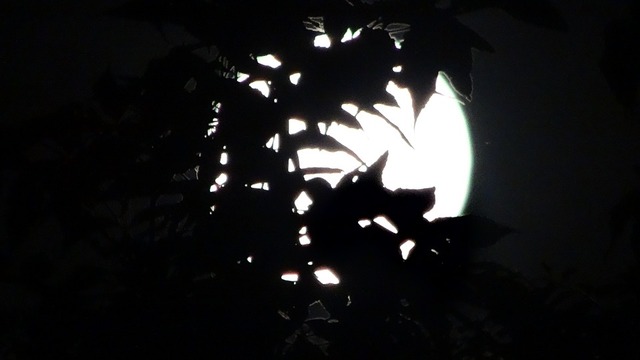 midnight-394208_960_720