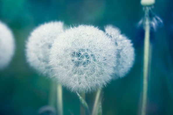 dandelion-4183146_960_720
