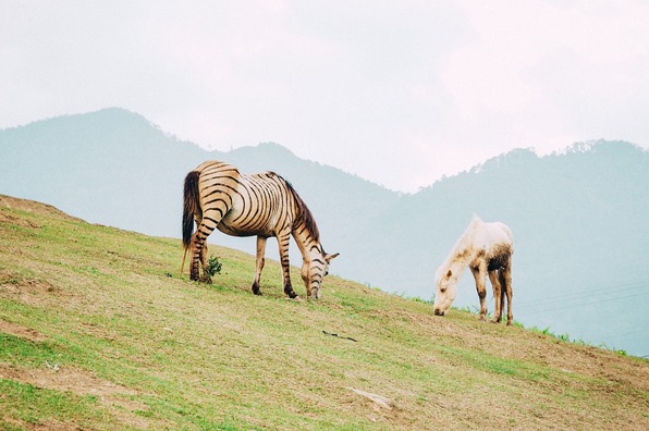 horse-3581356_960_720