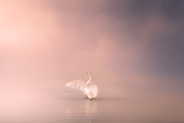 swan-4170400_960_720