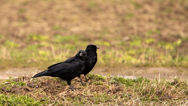 bird-4913234_960_720