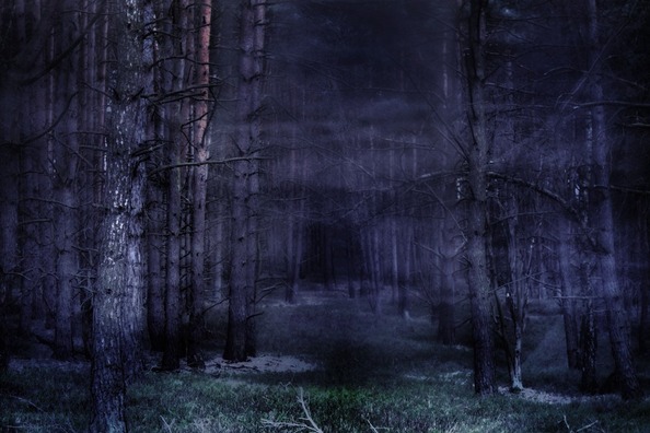 forest-275415_960_720