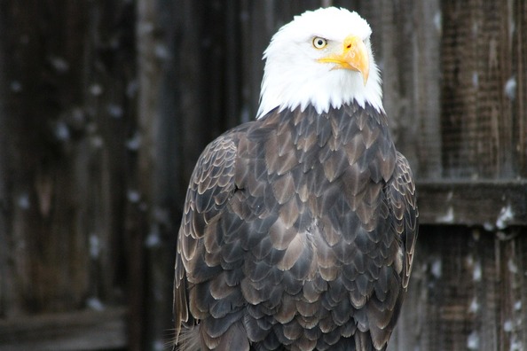 black-bald-eagles-4536928_960_720