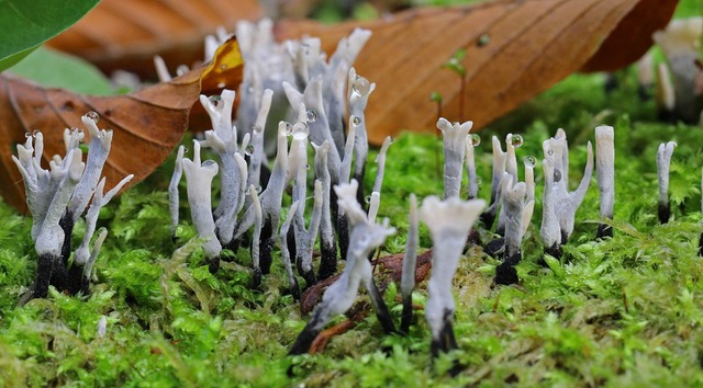 tree-stump-1005871_960_720