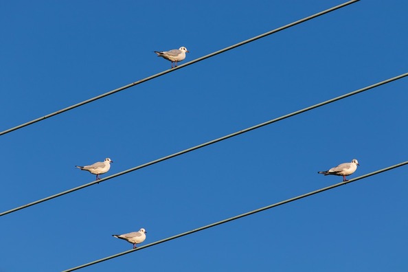 birds-on-wire-4621974_960_720