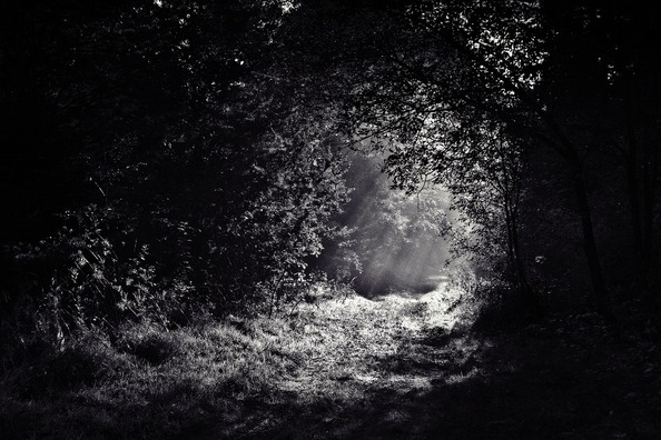 woods-690415_960_720