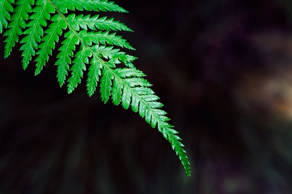 fern-801784_960_720