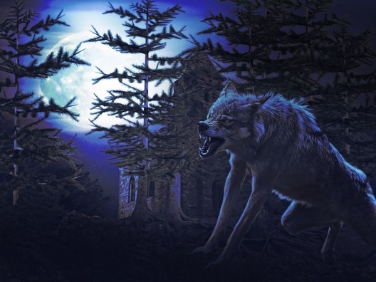 wolf-4146351_960_720